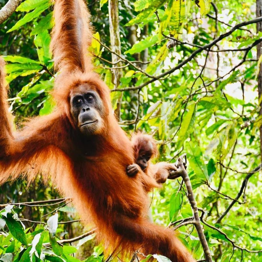 Fun Family Guest House N Jungle Tour Bukit Lawang Exteriér fotografie