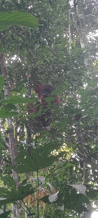 Fun Family Guest House N Jungle Tour Bukit Lawang Exteriér fotografie