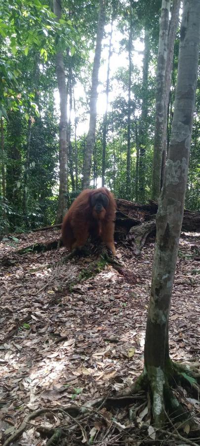 Fun Family Guest House N Jungle Tour Bukit Lawang Exteriér fotografie
